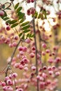 Beautiful autumnal pink berries of Sorbus vilmorinii plant. Royalty Free Stock Photo